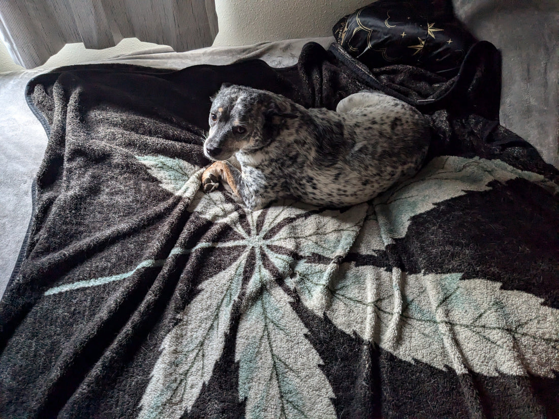 A spotty blue heeler curled up on a bed looking over her shoulder very cutely into the camera.